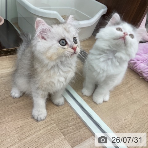 ペルシャの写真