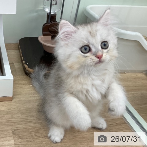 ペルシャの写真