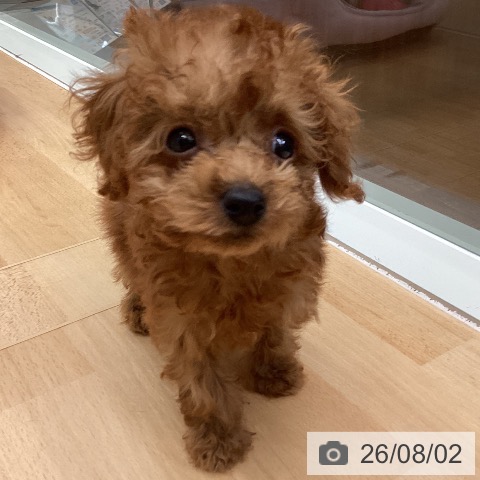 千葉県のトイプードル(トイ) (ペットプラス 成田店/2026年5月19日生まれ/男の子/レッド)の子犬の3枚目の画像