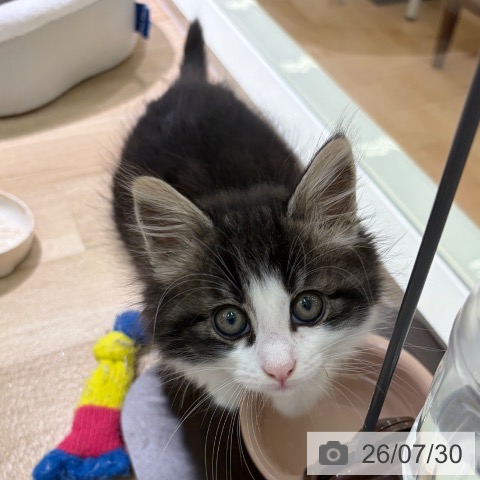 ノルウェージャンフォレストキャットの写真