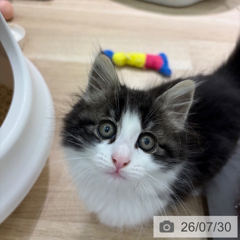 ノルウェージャンフォレストキャットの写真