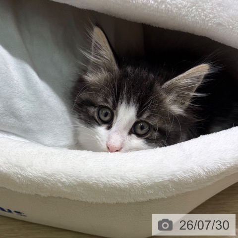 ノルウェージャンフォレストキャットの写真