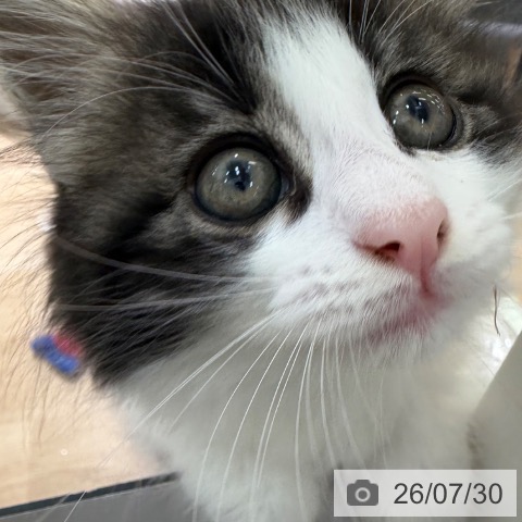 ノルウェージャンフォレストキャットの写真