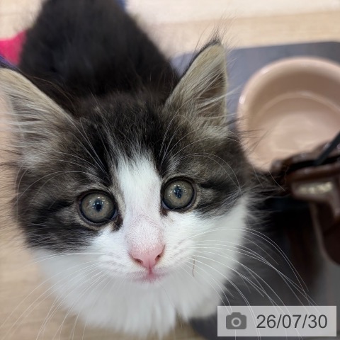 ノルウェージャンフォレストキャットの写真