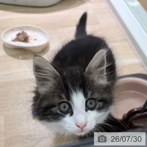 ノルウェージャンフォレストキャットの写真