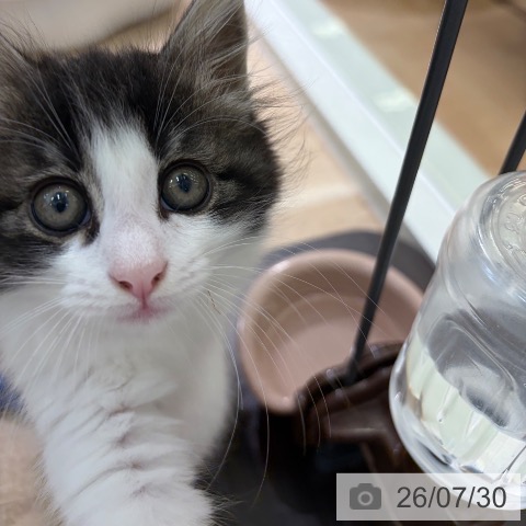 ノルウェージャンフォレストキャットの写真