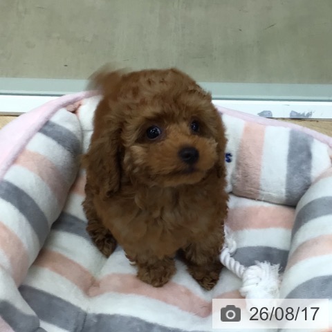東京都のトイプードル(トイ) (ペットプラス 日の出店/2026年5月29日生まれ/男の子/レッド)の子犬の4枚目の画像