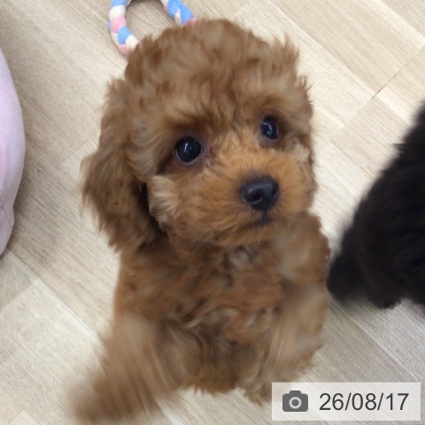 東京都のトイプードル(トイ) (ペットプラス 日の出店/2026年5月29日生まれ/男の子/レッド)の子犬の3枚目の画像