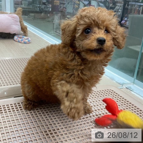 埼玉県のトイプードル(トイ) (ペットプラス 上尾店/2026年5月29日生まれ/女の子/レッド)の子犬の3枚目の画像