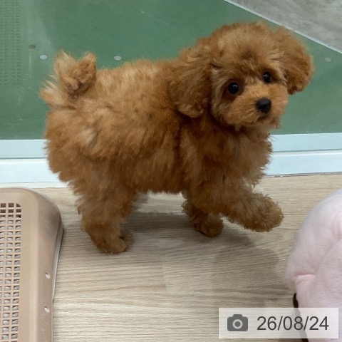 埼玉県のトイプードル(トイ) (ペットプラス 上尾店/2026年5月29日生まれ/女の子/レッド)の子犬の4枚目の画像