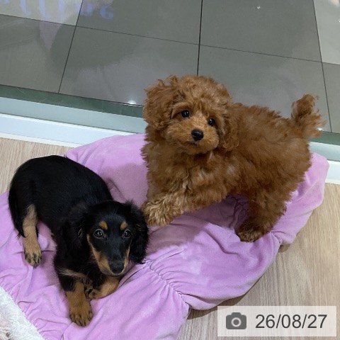 埼玉県のトイプードル(トイ) (ペットプラス 上尾店/2026年5月29日生まれ/女の子/レッド)の子犬の4枚目の画像