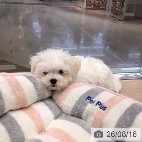東京都のマルチーズ (ペットプラス 多摩平の森店/2026年5月29日生まれ/男の子/ホワイト)の子犬の4枚目の画像