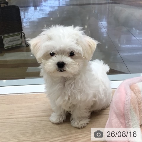 東京都のマルチーズ (ペットプラス 多摩平の森店/2026年5月29日生まれ/男の子/ホワイト)の子犬の3枚目の画像