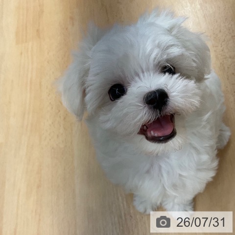 マルチーズの写真