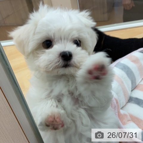 マルチーズの写真
