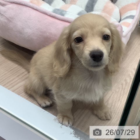ミニチュア・ダックスフンドの写真