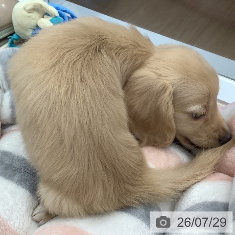 ミニチュア・ダックスフンドの写真