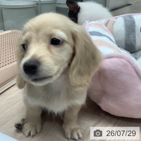 ミニチュア・ダックスフンドの写真