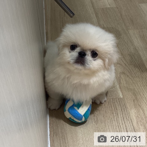 ペキニーズの写真