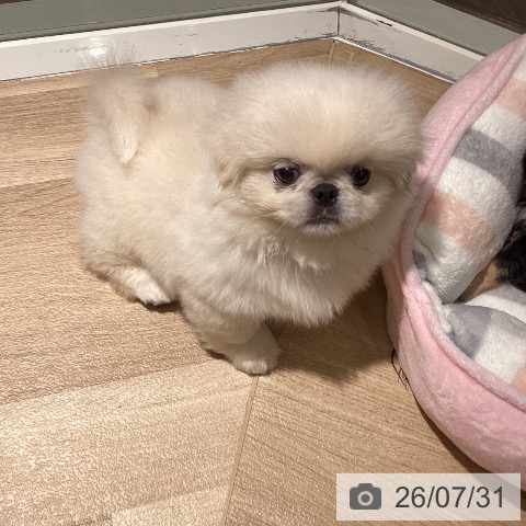ペキニーズの写真