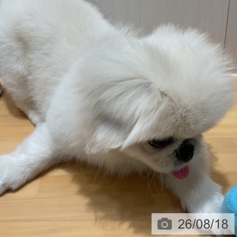 埼玉県のペキニーズ (ペットプラス 与野店/2026年5月29日生まれ/女の子/クリーム)の子犬の4枚目の画像