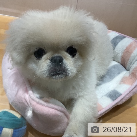 埼玉県のペキニーズ (ペットプラス 与野店/2026年5月29日生まれ/女の子/クリーム)の子犬の4枚目の画像