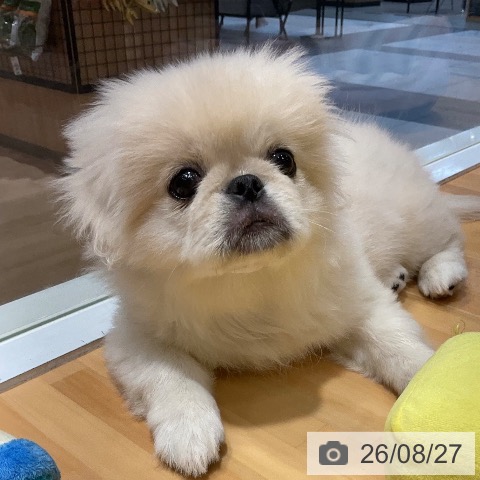 埼玉県のペキニーズ (ペットプラス 上尾店/2026年5月29日生まれ/女の子/クリーム)の子犬の4枚目の画像