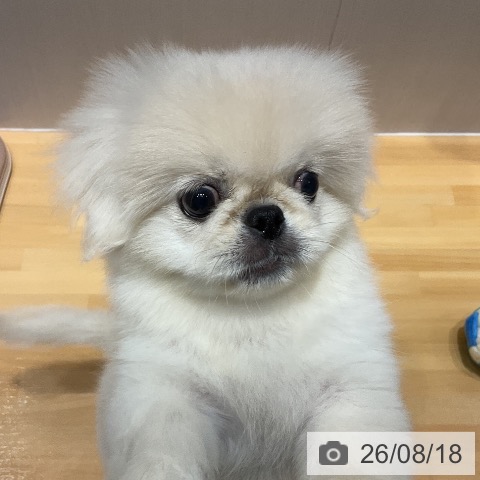 埼玉県のペキニーズ (ペットプラス 与野店/2026年5月29日生まれ/女の子/クリーム)の子犬の3枚目の画像