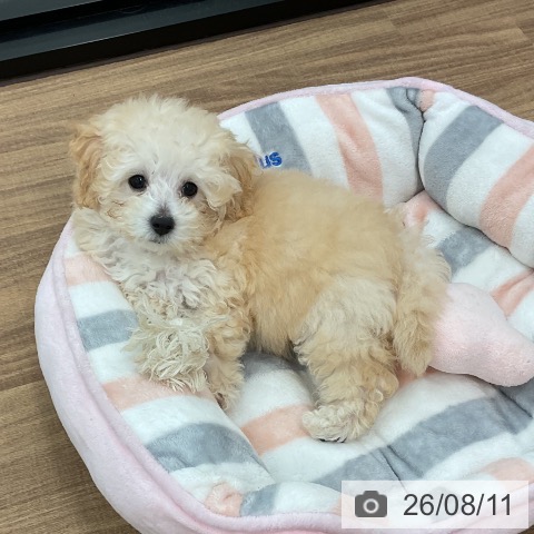 茨城県のトイプードル(トイ) (ペッツワン 古河店/2026年5月31日生まれ/男の子/クリーム)の子犬の4枚目の画像