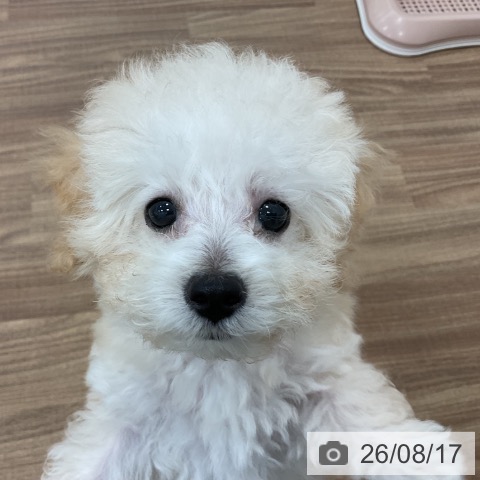 茨城県のトイプードル(トイ) (ペッツワン 古河店/2026年5月31日生まれ/男の子/クリーム)の子犬の4枚目の画像