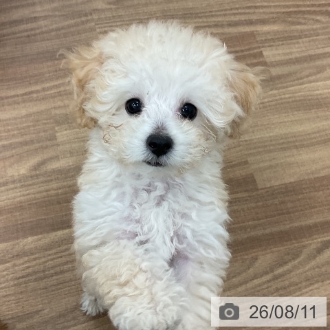 茨城県のトイプードル(トイ) (ペッツワン 古河店/2026年5月31日生まれ/男の子/クリーム)の子犬の3枚目の画像