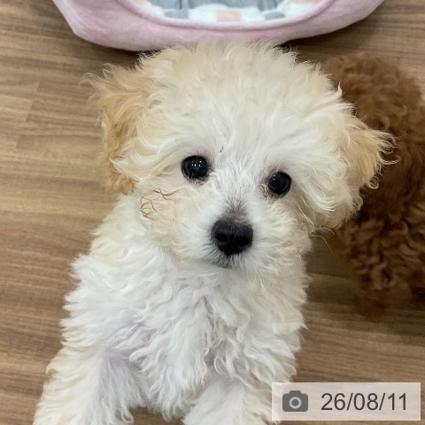 茨城県のトイプードル(トイ) (ペッツワン 古河店/2026年5月31日生まれ/男の子/クリーム)の子犬の3枚目の画像