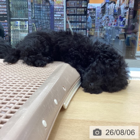 長野県のトイプードル(トイ) (ペットプラス 松本店/2026年5月31日生まれ/女の子/ブラック)の子犬の3枚目の画像