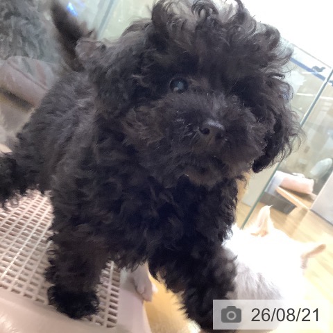 長野県のトイプードル(トイ) (ペットプラス 松本店/2026年5月31日生まれ/女の子/ブラック)の子犬の4枚目の画像