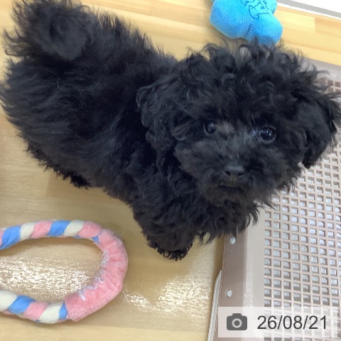 長野県のトイプードル(トイ) (ペットプラス 松本店/2026年5月31日生まれ/女の子/ブラック)の子犬の3枚目の画像