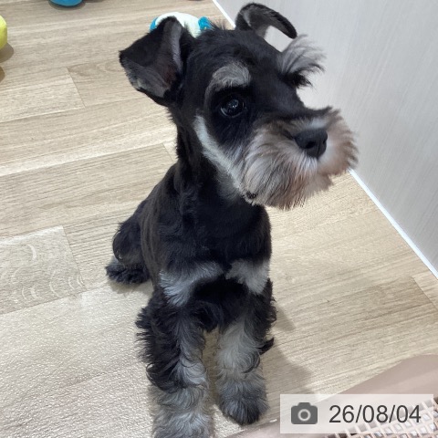 ミニチュア・シュナウザーの写真