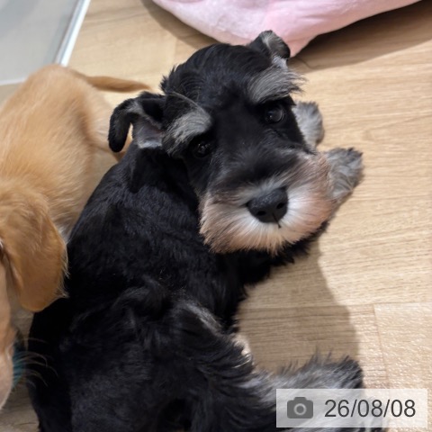 千葉県のミニチュアシュナウザー (ペットプラス 木更津店/2026年6月3日生まれ/男の子/ブラックシルバー)の子犬の3枚目の画像