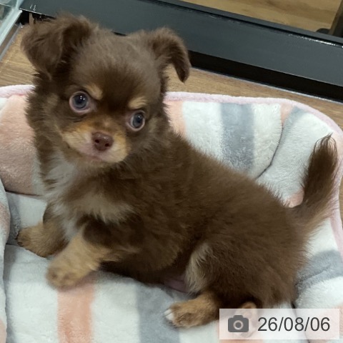神奈川県のチワワ(ロング) (ペッツワン 小田原店/2026年6月3日生まれ/男の子/チョコレートタンホワイト)の子犬の3枚目の画像