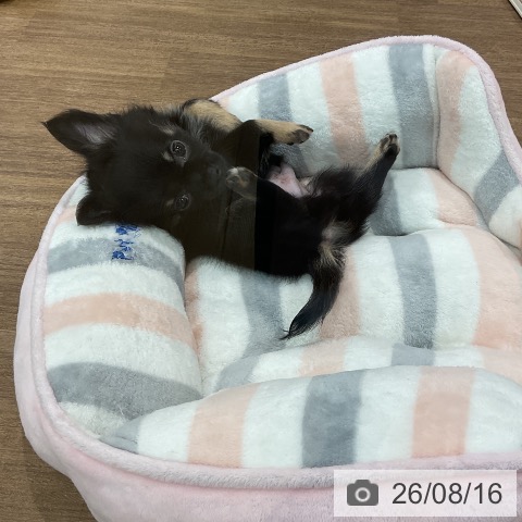 埼玉県のチワワ(ロング) (ペッツワン 吉川美南店/2026年6月3日生まれ/男の子/ブラックタン)の子犬の4枚目の画像