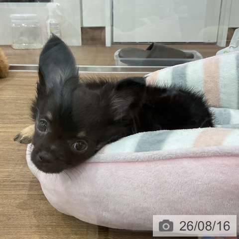 埼玉県のチワワ(ロング) (ペッツワン 吉川美南店/2026年6月3日生まれ/男の子/ブラックタン)の子犬の3枚目の画像