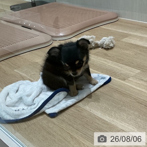 宮城県のチワワ(ロング) (ペットプラス 仙台泉大沢店/2026年6月3日生まれ/女の子/ブラックタンホワイト)の子犬の4枚目の画像