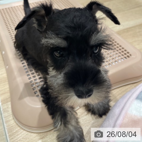 長野県のミニチュアシュナウザー (ペットプラス 須坂店/2026年6月2日生まれ/男の子/ブラックシルバー)の子犬の3枚目の画像