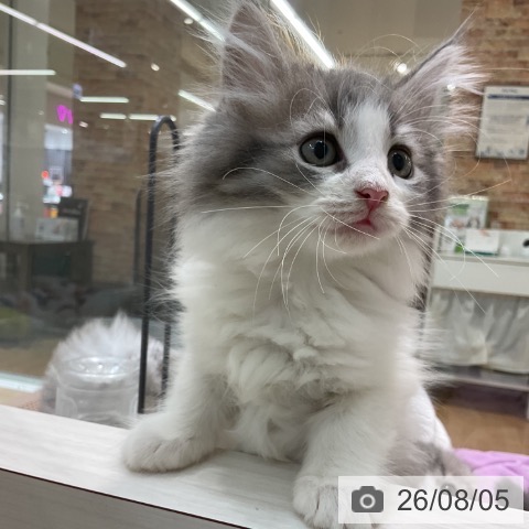 埼玉県のノルウェージャンフォレストキャット (ペットプラス ららぽーと新三郷店/2026年6月2日生まれ/女の子/ブルーマッカレルタビーホワイト)の子猫の4枚目の画像