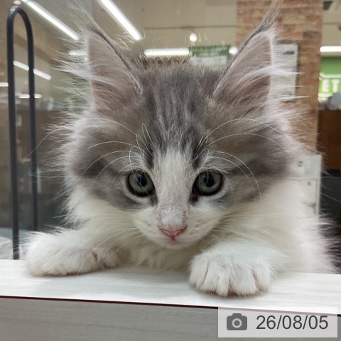 埼玉県のノルウェージャンフォレストキャット (ペットプラス ららぽーと新三郷店/2026年6月2日生まれ/女の子/ブルーマッカレルタビーホワイト)の子猫の3枚目の画像