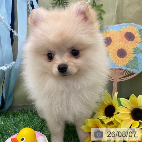 ポメラニアンの写真