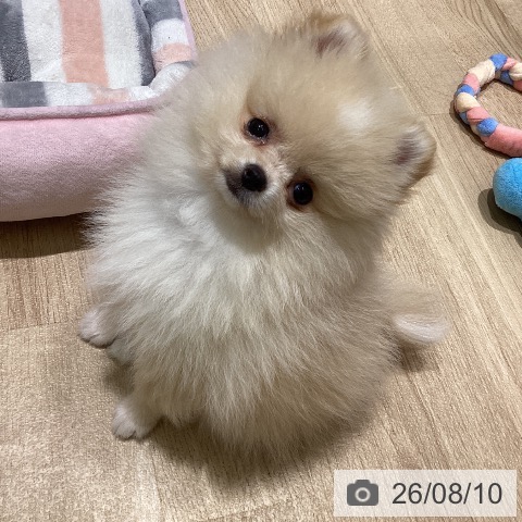 宮城県のポメラニアン (ペットプラス 仙台上杉店/2026年6月1日生まれ/女の子/クリーム)の子犬の4枚目の画像