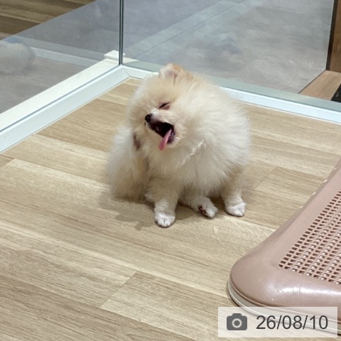 宮城県のポメラニアン (ペットプラス 仙台上杉店/2026年6月1日生まれ/女の子/クリーム)の子犬の3枚目の画像