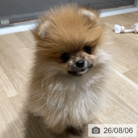 ポメラニアンの写真
