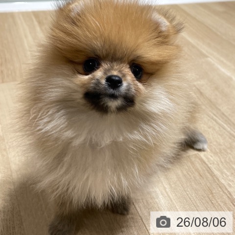 ポメラニアンの写真