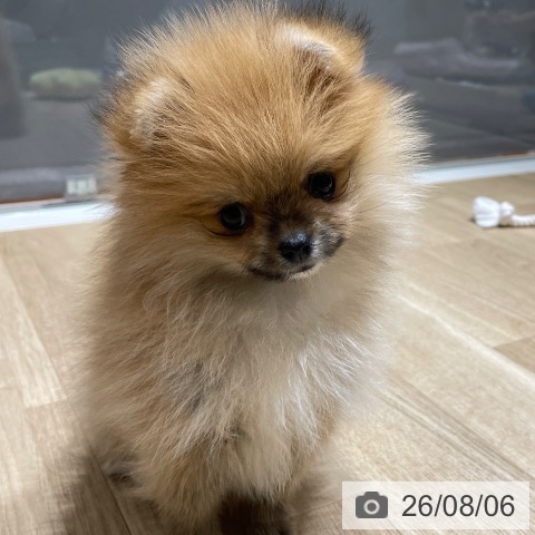 ポメラニアンの写真